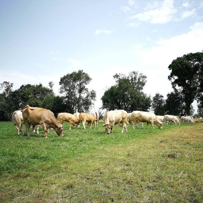 Gite A La Ferme De La Bouriette ルヴェル エクステリア 写真
